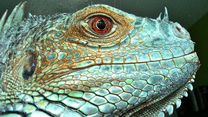 iguanaspr